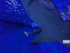 -太平洋海底世界