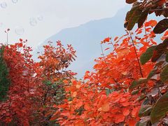 -狼牙山风景区