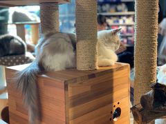 -more than meow吴止猫主题餐厅(承德 中船汇店)