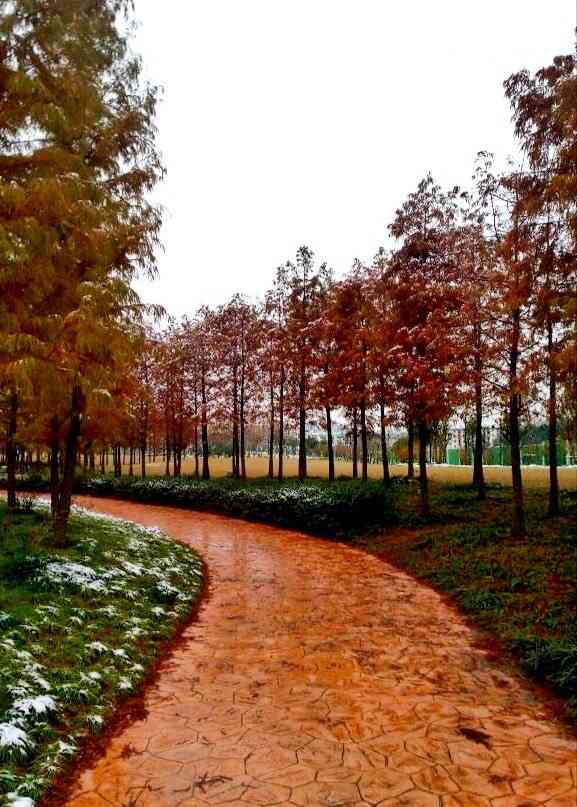 风铃绿地-"这个绿地是一个狭长形的沿着苏州河建造的绿.