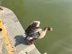 -红栌温泉山庄生态美食餐厅