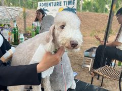 -Walker萌宠露营(大明骑士驿站店)