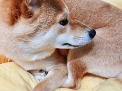 -逗柴咖啡屋·狗咖猫咖宠物桌游