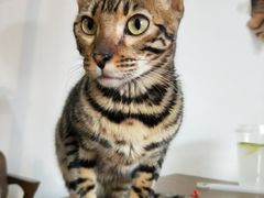 -猫爪屋猫咖(乐汇城店)