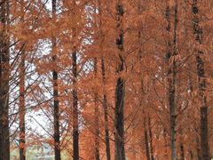 -白鹭湾湿地公园