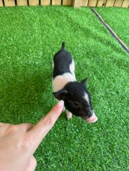 -萌宠亲子动物乐园(槐房万达店)