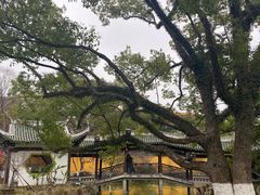 -江心屿景区