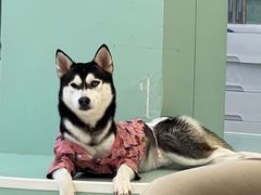 -怪兽屋·羊驼·猫咖·狗咖(俊华广场店)