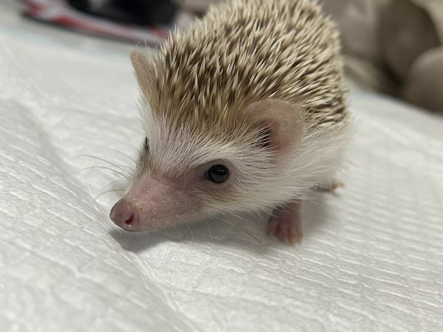 如果你也养了一只可爱的刺猬,不妨来看看这