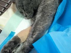 -瑞派福兴宠物医院犬猫全科·骨科·中西医结合(河东店)