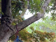 -洛龙公园