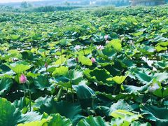 -荷塘月色湿地公园·向阳花洲