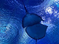 景点-上海海昌海洋公园