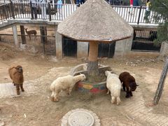 -石家庄市动物园