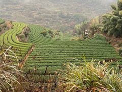 -杨家堂村