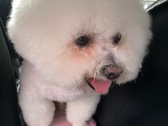 -宠爱国际动物医院· 猫科· 外科·中兽医(长白店)