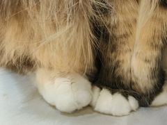 -COLOR PETS 撸猫馆·购猫·猫咖(长风大悦城店)
