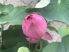 -莲花池公园
