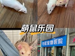 -守诺宠物医院·眼科· 特色牙科·异宠专科(虹口店)