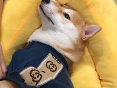 -逗柴咖啡屋·狗咖猫咖宠物桌游