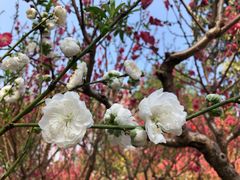 -桃花涧