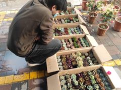 -中环花鸟鱼虫市场