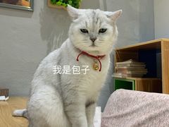 -藏猫猫咖啡主题馆(中央大道店)