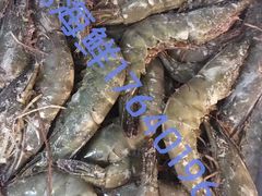 野夫水产专业经营海虾-大东门农贸市场(东顺城街)