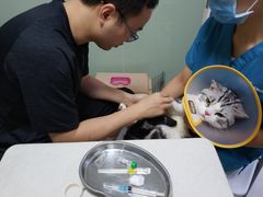 -乐派堂宠物医院·猫友好· 心脏科(东街店)