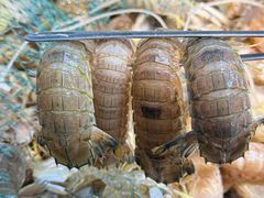 -养牛邓·潮汕牛肉海鲜自助火锅(广州店)