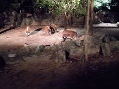 -清迈夜间动物园
