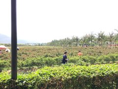 -亚龙湾国际玫瑰谷