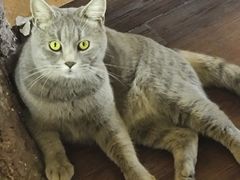 -猫岛主趣味餐厅(鼓浪屿店)