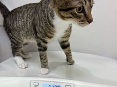 -博特宠物医院24h犬猫全科.骨科·异宠