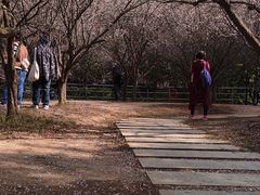 -中山市树木园