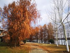 -上海海湾国家森林公园