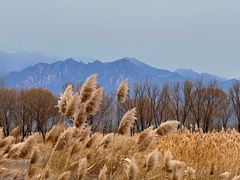 -野鸭湖国家湿地公园