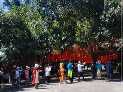 -西双版纳原始森林公园