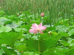 -荷塘月色湿地公园·向阳花洲