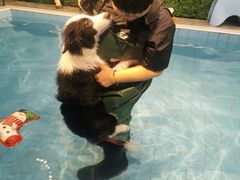 -Goku PET SHOP宠物视觉生活馆(双井店)