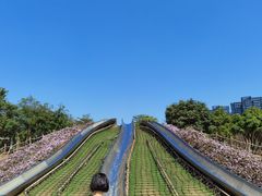 -顺峰山公园