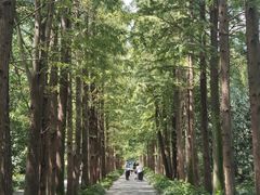 -上海滨江森林公园