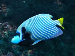 -海合安青岛极地海洋公园