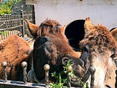 -上海滴水湖皇冠假日酒店