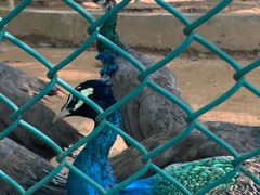 -广东茂名森林公园