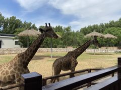 -北京野生动物园