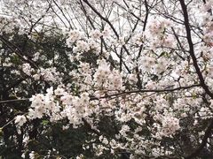 -武汉大学-樱园