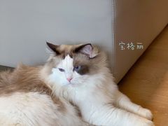 -猫腻·猫咖·撸猫馆(星光大道店)