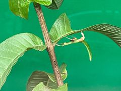 -上海大自然野生昆虫馆(东方明珠·爬宠昆虫探索中心)