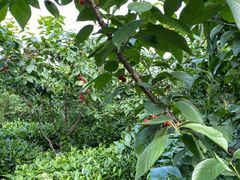 -樱桃山旅游景区